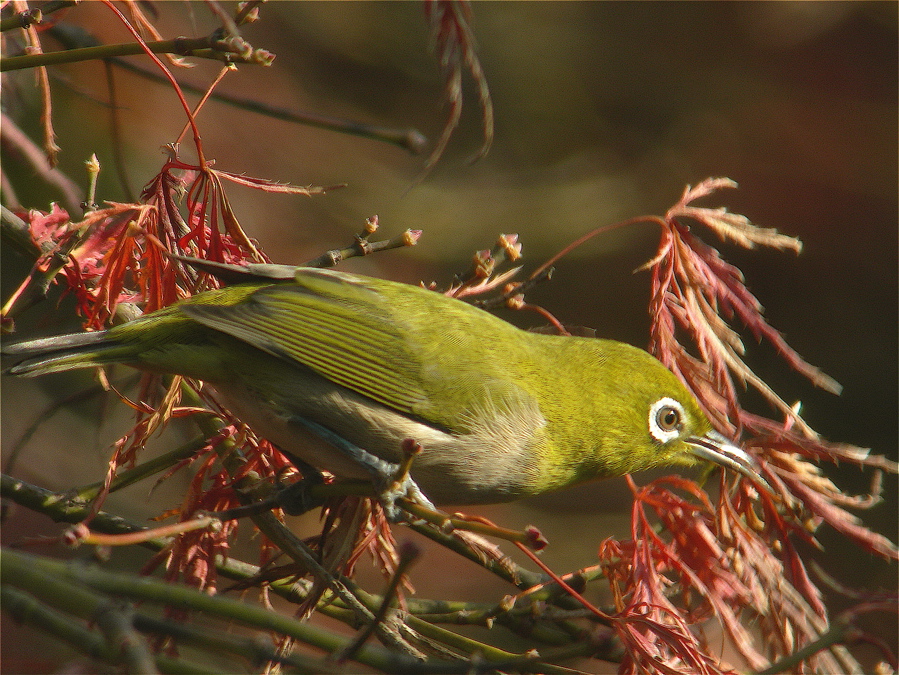 西陽の野鳥_e0015377_20443961.jpg