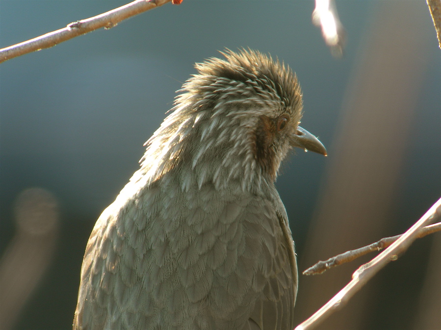 西陽の野鳥_e0015377_20444781.jpg