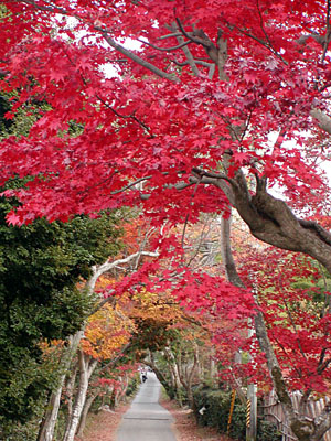 季節のなごりの紅葉狩り_d0006690_4355184.jpg