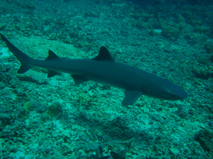 c0097095_11153851.jpg