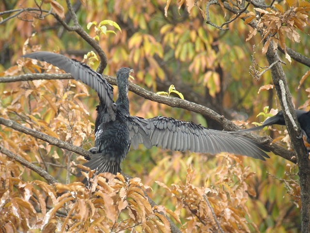 変わり者のカワウ　対　カラス族_c0079001_16131572.jpg