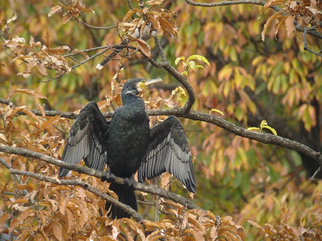 変わり者のカワウ　対　カラス族_c0079001_16132913.jpg