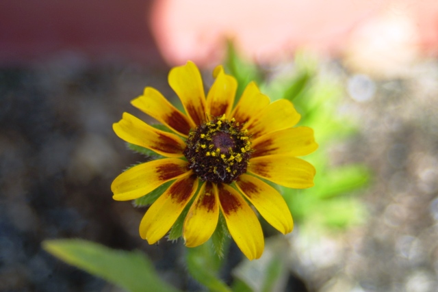 Fall Flowers_c0062603_159661.jpg