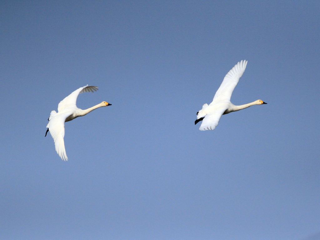 飛翔する白鳥 壁紙 蝶のブログ