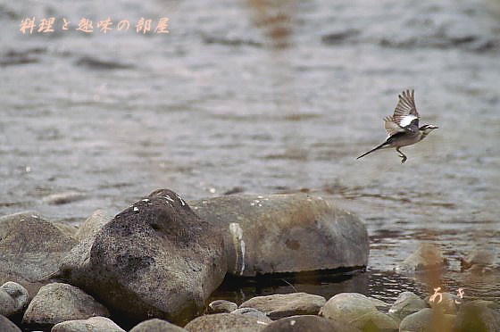 野鳥撮りに河原に行って来ました。_b0033423_18314389.jpg