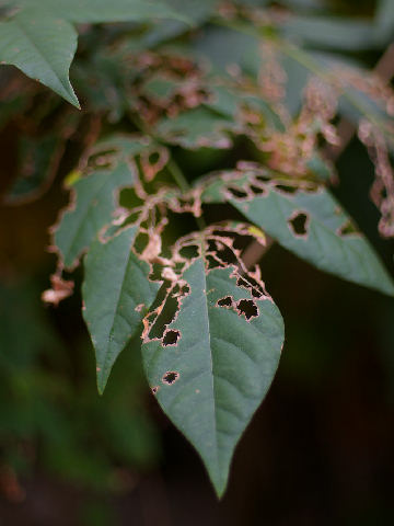 c0032138_1743762.jpg