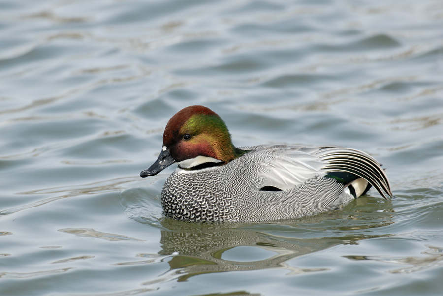 ２００６年３月の鳥たち_a0039245_19172879.jpg