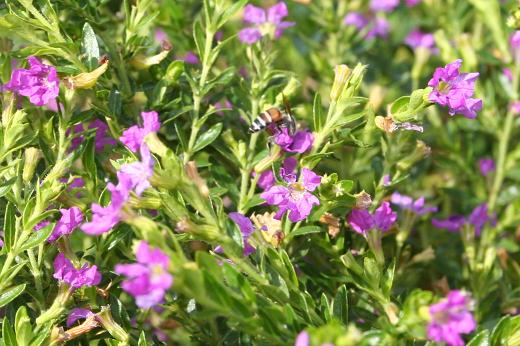 ミソハギ科 Lythraceae えるだまの植物図鑑 ミソハギ科 Lythraceae えるだまの植物図鑑