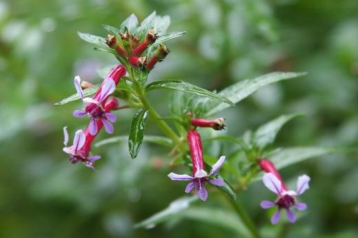 ミソハギ科 Lythraceae えるだまの植物図鑑 ミソハギ科 Lythraceae えるだまの植物図鑑