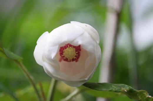 モクレン科 Magnoliaceae えるだまの植物図鑑