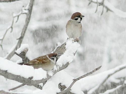 雪の日のスズメ　　（スズメ目ハタオリドリ科）_d0084473_2293264.jpg