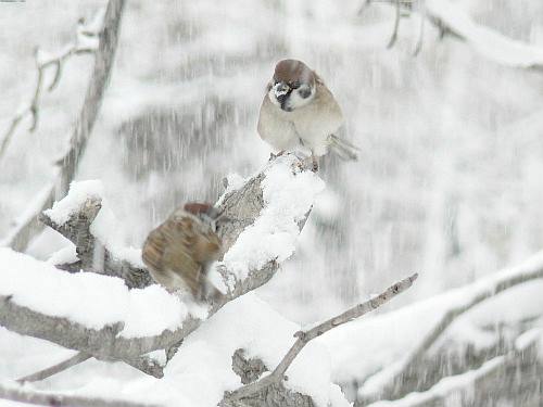 雪の日のスズメ　　（スズメ目ハタオリドリ科）_d0084473_2294830.jpg