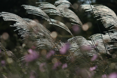 e0027083_974924.jpg