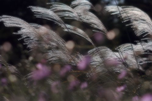 e0027083_97921.jpg