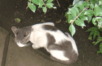 c0047589_14192027.gif
