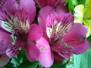 アルストロメリア新品種 07年 6 Ja上伊那花き部会 最新ニュース