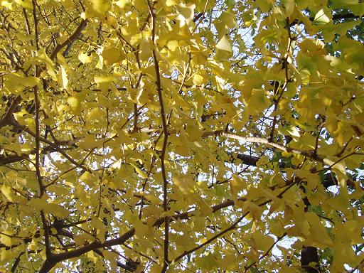 紅葉最盛期★_b0049307_23425460.jpg