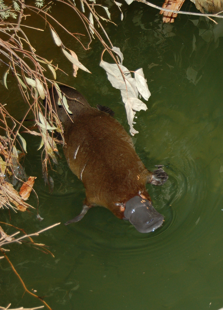 最も奇妙な生物カモノハシ_d0063814_17301754.jpg