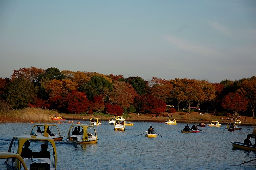 水鳥の池　昭和記念公園6_c0027027_1342584.jpg