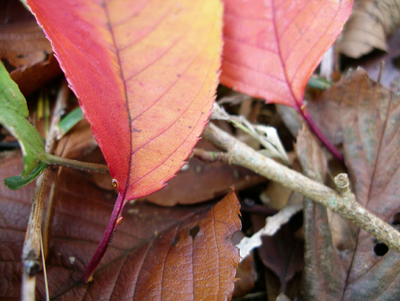 桜のすごい害虫対策_f0108133_23462966.jpg