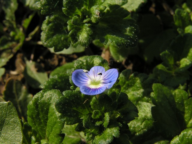 ピラカンサの花とアスパラの実と・・_a0018655_1883732.jpg