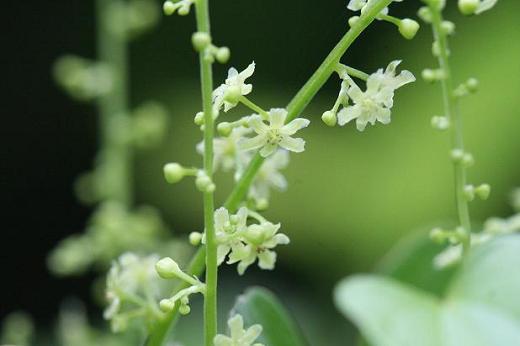 ヤマノイモ科（Dioscoreaceae）_d0096455_10212519.jpg