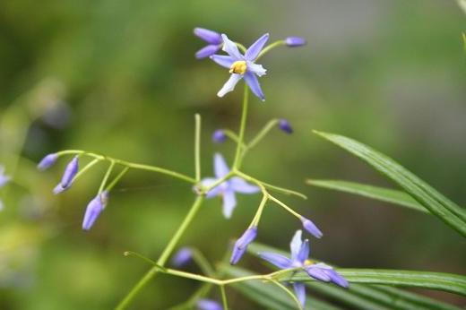 ユリ科 Liliaceae えるだまの植物図鑑 ユリ科 Liliaceae えるだまの植物図鑑