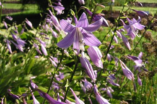 ユリ科 Liliaceae えるだまの植物図鑑 ユリ科 Liliaceae えるだまの植物図鑑