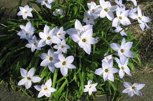 ユリ科（Liliaceae） : えるだまの植物図鑑