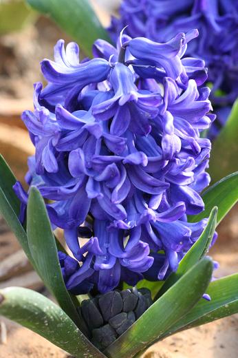 ユリ科（Liliaceae） : えるだまの植物図鑑