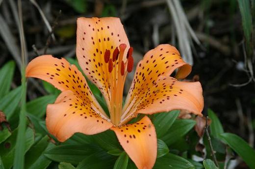 ユリ科（Liliaceae） : えるだまの植物図鑑