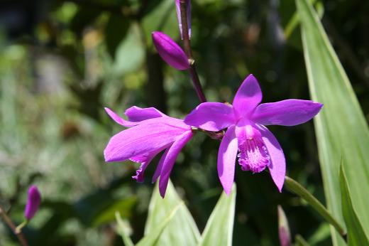 ラン科 Orchidaceae えるだまの植物図鑑