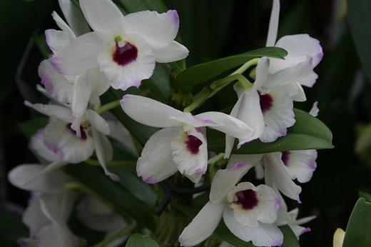 ラン科 Orchidaceae えるだまの植物図鑑 ラン科 Orchidaceae えるだまの植物図鑑