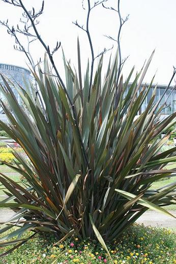 散り斑ユッカとリュウゼツラン ユッカロストラータ、散り斑ユッカ、リュウゼツラン 【公式通販】