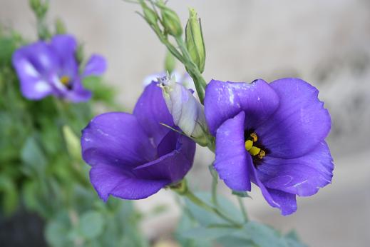 リンドウ科 Gentianaceae えるだまの植物図鑑 リンドウ科 Gentianaceae えるだまの植物図鑑