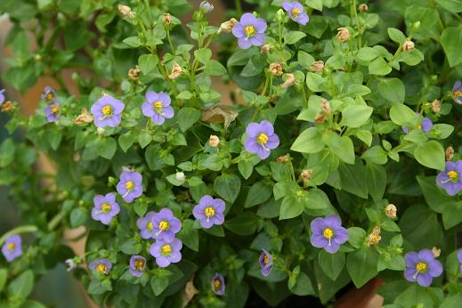リンドウ科 Gentianaceae えるだまの植物図鑑 リンドウ科 Gentianaceae えるだまの植物図鑑