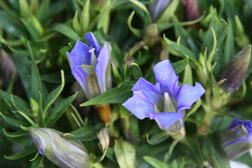 リンドウ科 Gentianaceae えるだまの植物図鑑 リンドウ科 Gentianaceae えるだまの植物図鑑
