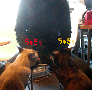 b0039168_1818634.gif