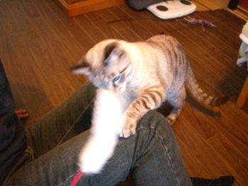 b0039168_18201359.gif