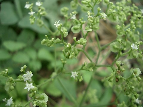 オトコエシ(男郎花)_c0085874_1871095.jpg