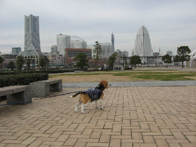 a0013905_11195027.jpg