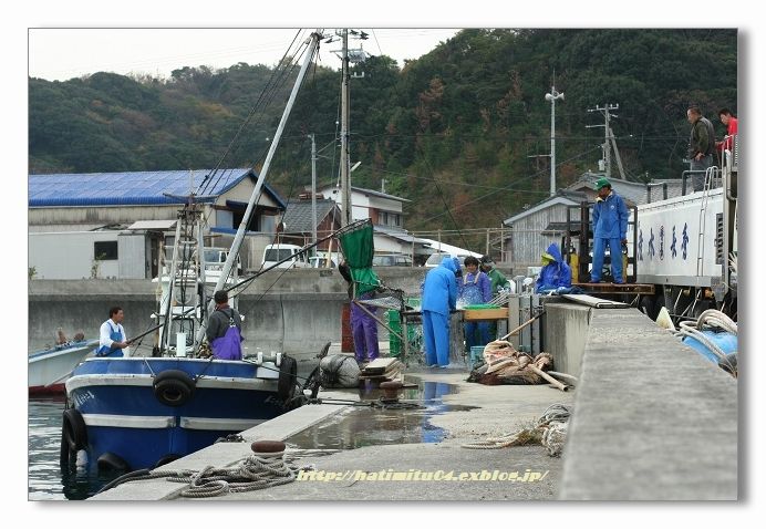 養殖シマアジの出荷 ハチミツの海を渡る風の音 養殖シマアジの出荷 ハチミツの海を渡る風の音