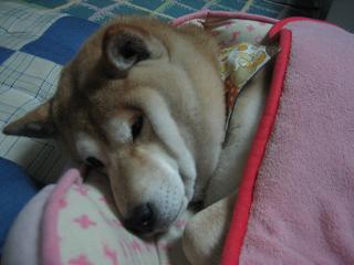 よりによって、この時期に、、、_c0049950_10521869.jpg