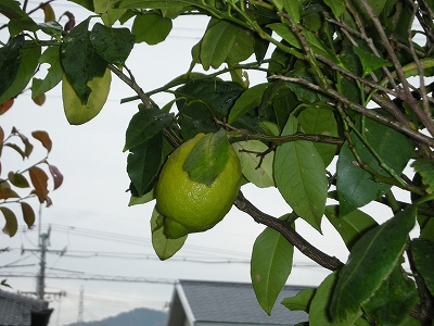 d0087054_23415799.jpg