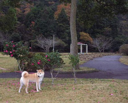 ２００６年１２月９日（土）・・・霧雨の寒い一日_f0060461_1725624.jpg