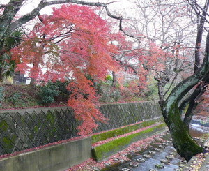 京都の紅葉♪_d0078486_7355547.jpg