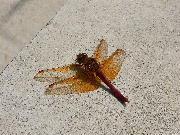 e0002314_15114733.jpg