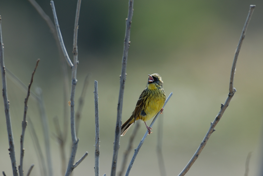 ２００６年５月の鳥たち_a0039245_212312.jpg