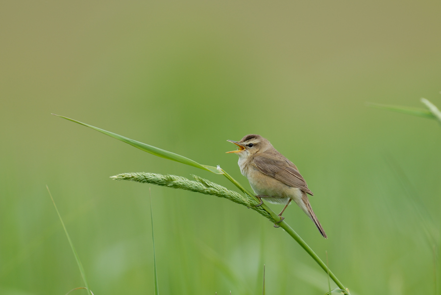 ２００６年５月の鳥たち_a0039245_21252596.jpg