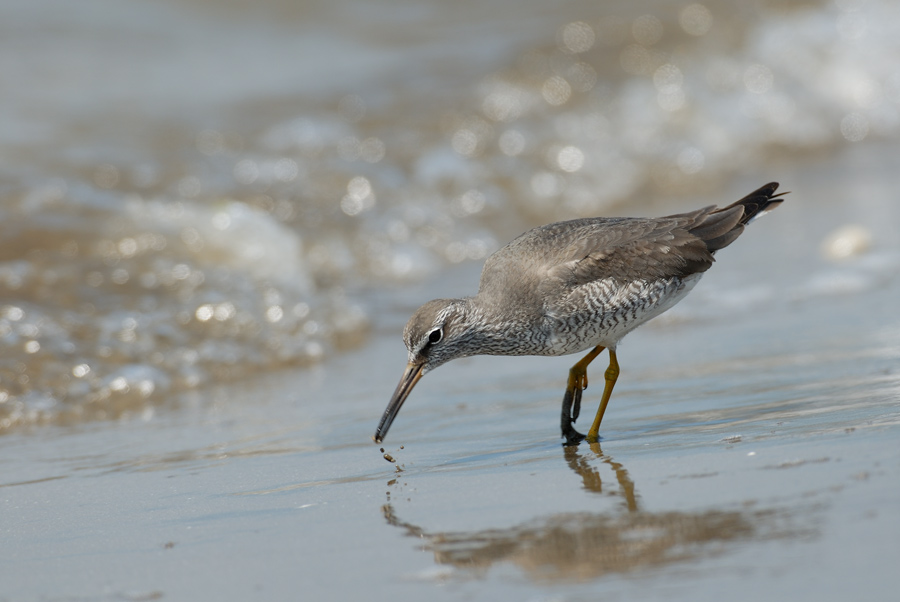 ２００６年５月の鳥たち_a0039245_21334517.jpg